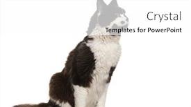  Presentation with maine - PPT theme consisting of black-and-white-maine-coon background and a  colored foreground