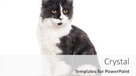  Presentation with black yellow - Slides with black-and-white-mixedbreed-cat and a  colored foreground