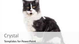  Presentation with black yellow - Presentation featuring black-and-white-mixedbreed-cat and a white colored foreground