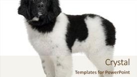  Presentation with newfoundland - Presentation theme with economics sport - fist in color national flag background and a royal blue colored foreground