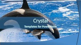  Presentation with killer whale - Audience pleasing theme consisting of black and white orca killer backdrop and a ocean colored foreground