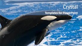  Presentation with killer whale - PPT layouts featuring black and white orca killer background and a teal colored foreground