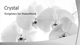  Presentation with orchid - Amazing presentation theme having black and white orchid isolated backdrop and a white colored foreground