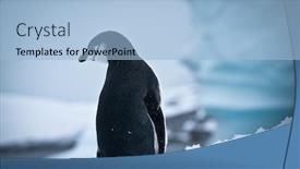 Presentation with white snow - Cool new slide set with black and white penguin on the white snow backdrop and a light blue colored foreground