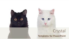  Presentation with black cats - Amazing slide deck having black-and-white-persian-cats backdrop and a lemonade colored foreground