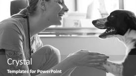  Presentation with veterinary - Presentation theme enhanced with young veterinary playing with dog background and a gray colored foreground
