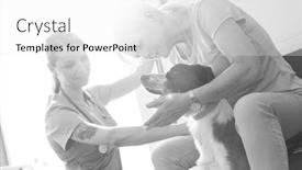  Presentation with fluid - Beautiful presentation theme featuring black and white photo of veterinarian giving dog iv fluid while owner stroking her dog in clinic backdrop and a white colored foreground