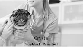  Presentation with veterinary - Presentation design enhanced with white photo of young veterinary background and a light gray colored foreground