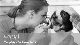  Presentation with veterinary - Colorful presentation theme enhanced with black and white photo of closeup of young veterinary doctor looking through otoscope equipment in dog's ear backdrop and a gray colored foreground