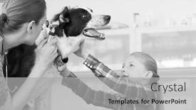  Presentation with veterinary - Presentation theme having black and white photo of young veterinary doctor looking through otoscope equipment in dog's ear background and a light gray colored foreground