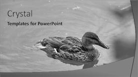  Presentation with duck - PPT layouts enhanced with black and white photo of duck swimming in lake background and a light gray colored foreground