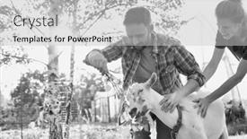  Presentation with goat farm - Amazing presentation theme having couple goats - black and white photo backdrop and a light gray colored foreground