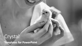  Presentation with black baby - Slides having black and white photo of female farmer holding a baby chick background and a gray colored foreground