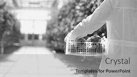  Presentation with black female - Colorful PPT theme enhanced with black and white photo of young female scientist carrying tomatoes in crate backdrop and a light gray colored foreground