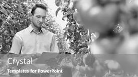  Presentation with plants growing - Audience pleasing presentation design consisting of black and white photo of supervisor examining tomato plants growing while using digital tablet in greenhouse backdrop and a gray colored foreground