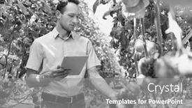  Presentation with plants growing - Amazing presentation theme having black and white photo of supervisor examining tomato plants growing while using digital tablet in greenhouse backdrop and a gray colored foreground