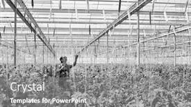  Presentation with plants growing - Colorful slide deck enhanced with black and white photo of female farmer taking care of tomato plants growing in greenhouse backdrop and a gray colored foreground