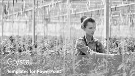  Presentation with plants growing - Theme having black and white photo of female farmer taking care of tomato plants growing in greenhouse background and a gray colored foreground