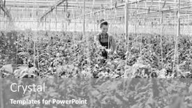  Presentation with plants growing - Cool new theme with black and white photo of female farmer taking care of tomato plants growing in greenhouse backdrop and a gray colored foreground