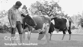  Presentation with cow - Presentation consisting of black and white photo of male farmer checking on his herd and rubbing a healthy organic cow on a farm background and a gray colored foreground