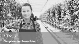  Presentation with black female - Presentation theme consisting of black and white photo of female farmer leaning her arms on tomatoes in wooden crate at greenhouse background and a gray colored foreground