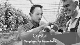  Presentation with greenhouse - PPT theme with black and white photo of senior farmer showing tomato while supervisor writing report in greenhouse background and a gray colored foreground