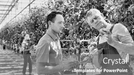  Presentation with greenhouse - Colorful slide set enhanced with black and white photo of senior farmer showing tomato while supervisor writing report in greenhouse backdrop and a gray colored foreground