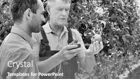  Presentation with report - PPT layouts featuring black and white photo of senior farmer showing tomato while supervisor writing report in greenhouse background and a gray colored foreground