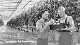  Presentation with greenhouse - Theme enhanced with black and white photo of senior farmer showing tomato while supervisor writing report in greenhouse background and a gray colored foreground