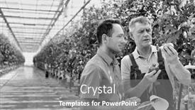  Presentation with greenhouse - Amazing PPT layouts having black and white photo of senior farmer showing tomato while supervisor writing report in greenhouse backdrop and a gray colored foreground
