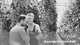  Presentation with greenhouse - Colorful slide deck enhanced with black and white photo of senior farmer showing tomato while supervisor writing report in greenhouse backdrop and a gray colored foreground