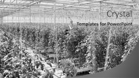  Presentation with plants growing - Slide set featuring black and white photo of tomato plants growing in greenhouse background and a light gray colored foreground