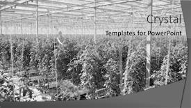  Presentation with plants growing - Cool new slide deck with black and white photo of tomato plants growing in greenhouse backdrop and a light gray colored foreground