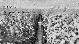  Presentation with plants growing - PPT theme enhanced with black and white photo of tomato plants growing in greenhouse background and a light gray colored foreground