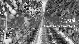  Presentation with plants growing - Amazing slide set having black and white photo of tomato plants growing in greenhouse backdrop and a gray colored foreground