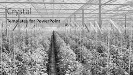 Presentation with plants growing - Presentation design consisting of black and white photo of tomato plants growing in greenhouse background and a light gray colored foreground