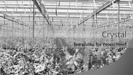  Presentation with plants growing - Beautiful PPT theme featuring black and white photo of tomato plants growing in greenhouse backdrop and a light gray colored foreground