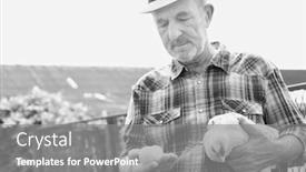  Presentation with hen - PPT theme consisting of white photo of senior farm background and a gray colored foreground