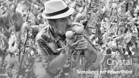  Presentation with greenhouse - Presentation design featuring black-and-white-photo background and a gray colored foreground