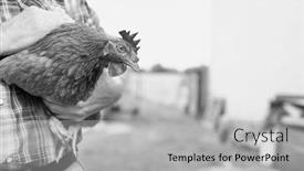  Presentation with hen - Beautiful presentation theme featuring countryman - black and white photo backdrop and a light gray colored foreground