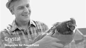  Presentation with hen - Presentation featuring countryman - black and white photo background and a gray colored foreground
