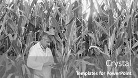  Presentation with crop - PPT theme with black and white photo of crop scientist using digital tablet against corn field background and a gray colored foreground