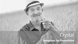  Presentation with crop - PPT theme enhanced with black and white photo of senior farmer showing and examining wheat crop in field background and a gray colored foreground