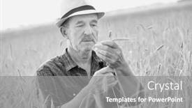  Presentation with crop - Beautiful PPT theme featuring black and white photo of senior farmer showing and examining wheat crop in field backdrop and a gray colored foreground