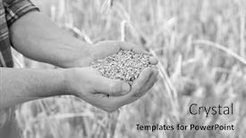  Presentation with grains - Presentation theme consisting of black and white photo of farmer showing wheat grains in field background and a light gray colored foreground