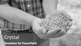  Presentation with grains - Beautiful slide set featuring black and white photo of farmer showing wheat grains in field backdrop and a gray colored foreground