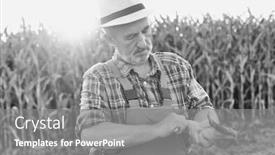  Presentation with corn cob - Cool new PPT theme with black-and-white-photo backdrop and a gray colored foreground