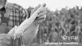 Presentation with corn cob - Slide set enhanced with black-and-white-photo background and a gray colored foreground