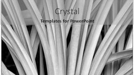  Presentation with succulent - Slide set enhanced with black-and-white-photo background and a light gray colored foreground