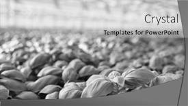  Presentation with photograph - Amazing PPT layouts having black and white photograph of organic herbs growing in a large industrial sized greenhouse backdrop and a light gray colored foreground